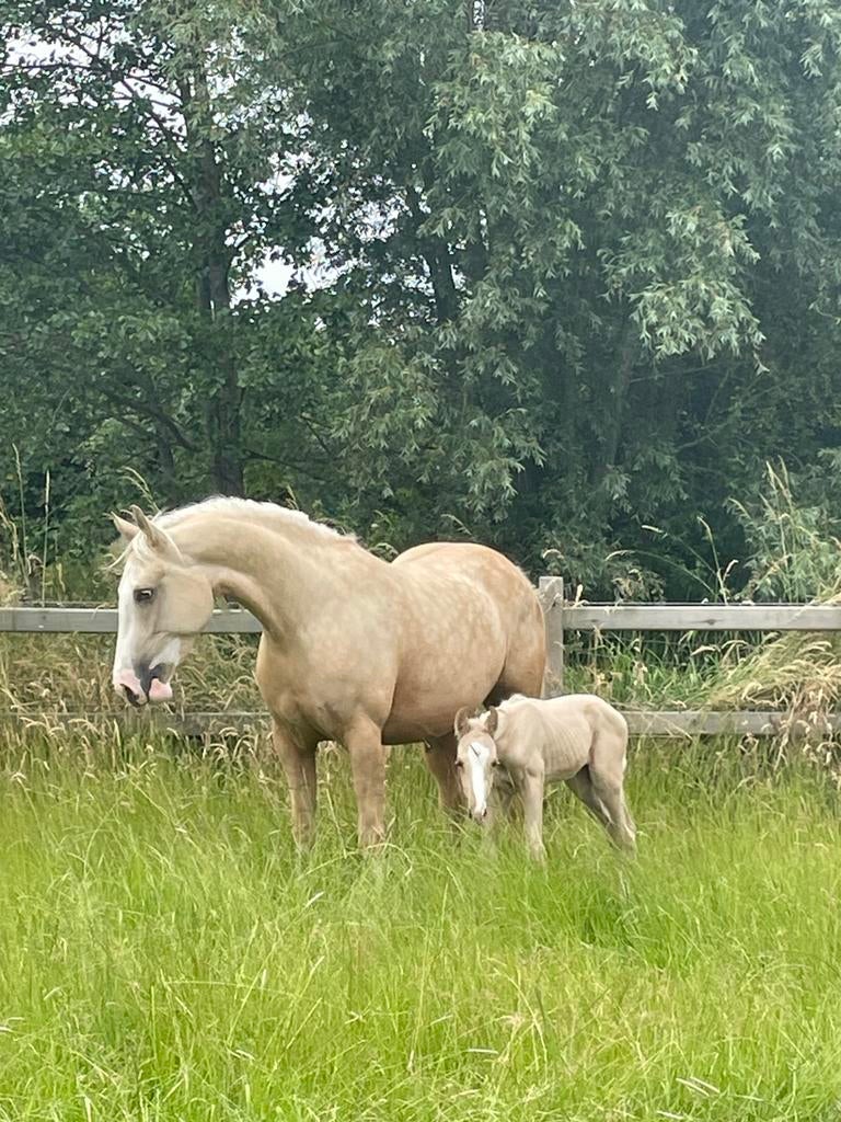 Te huur: birth alarm lite 2.0, Ophalen of Verzenden