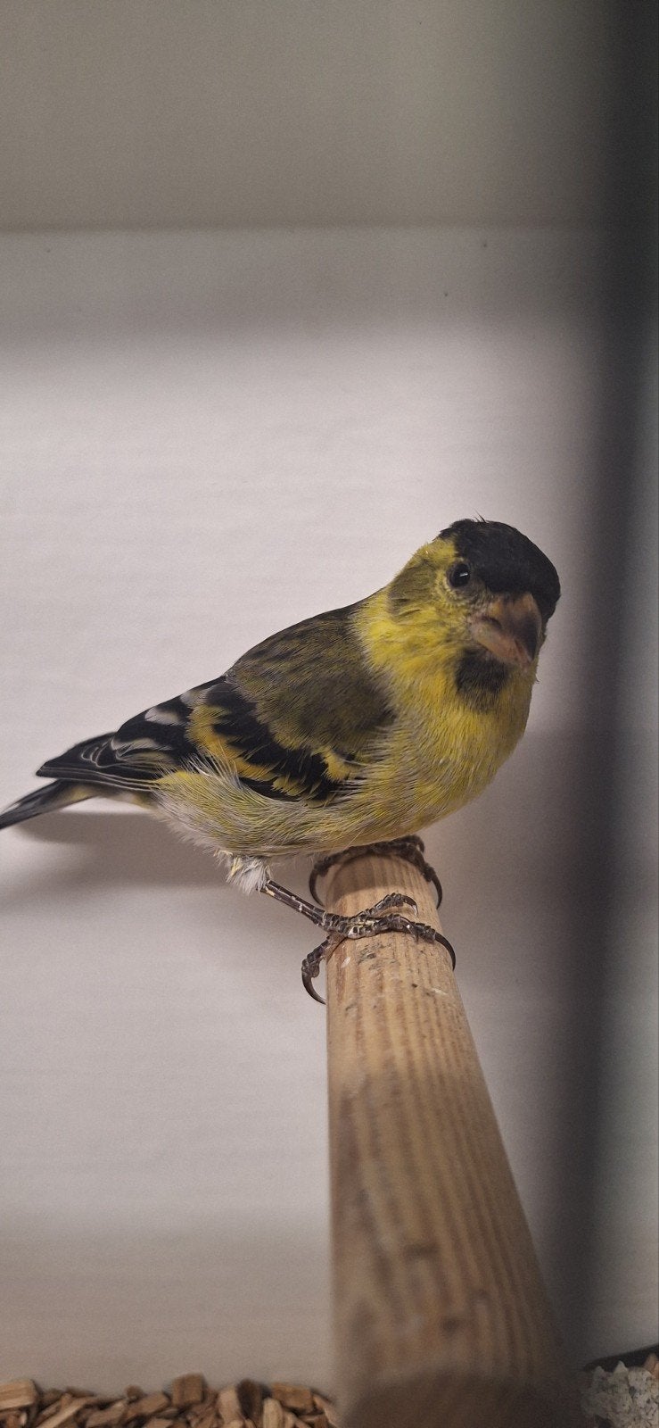 Mooi koppeltje Baardsijsen uit buiten volière zijn van septe, Meerdere dieren, Tropenvogel, Geringd