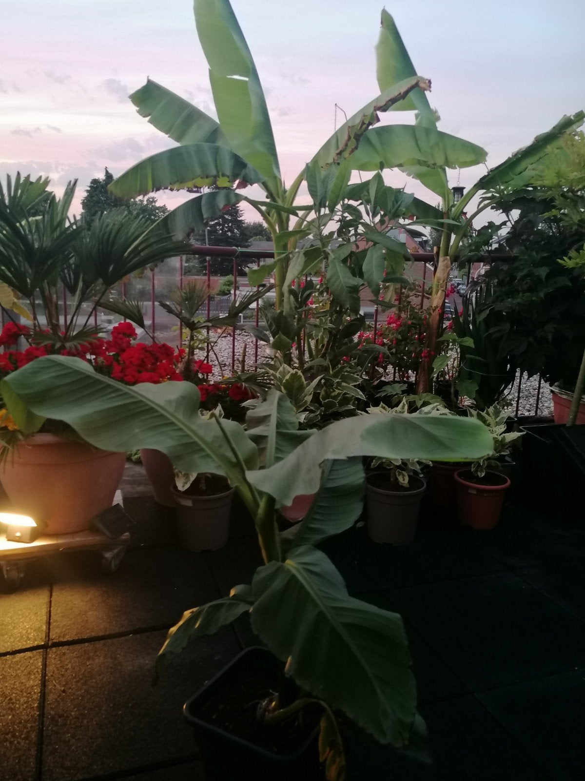 Musa basjoo, bananenplant(en).winterhard., Ophalen, Volle zon, Overige soorten, Minder dan 100 cm