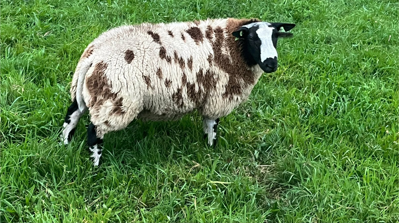 Bonte dekram, Mannelijk, Schaap, 0 tot 2 jaar
