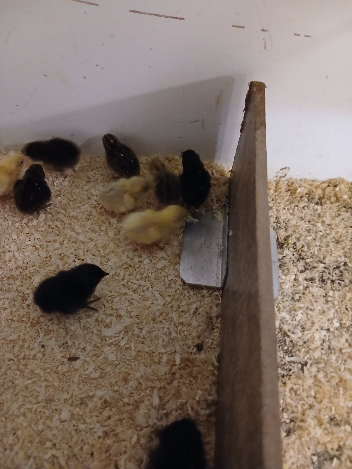 Kuikens  Chinese dwergkwartels en Japanse en Jumbo kwartels, Dieren en Toebehoren, Ophalen of Verzenden, Overige typen