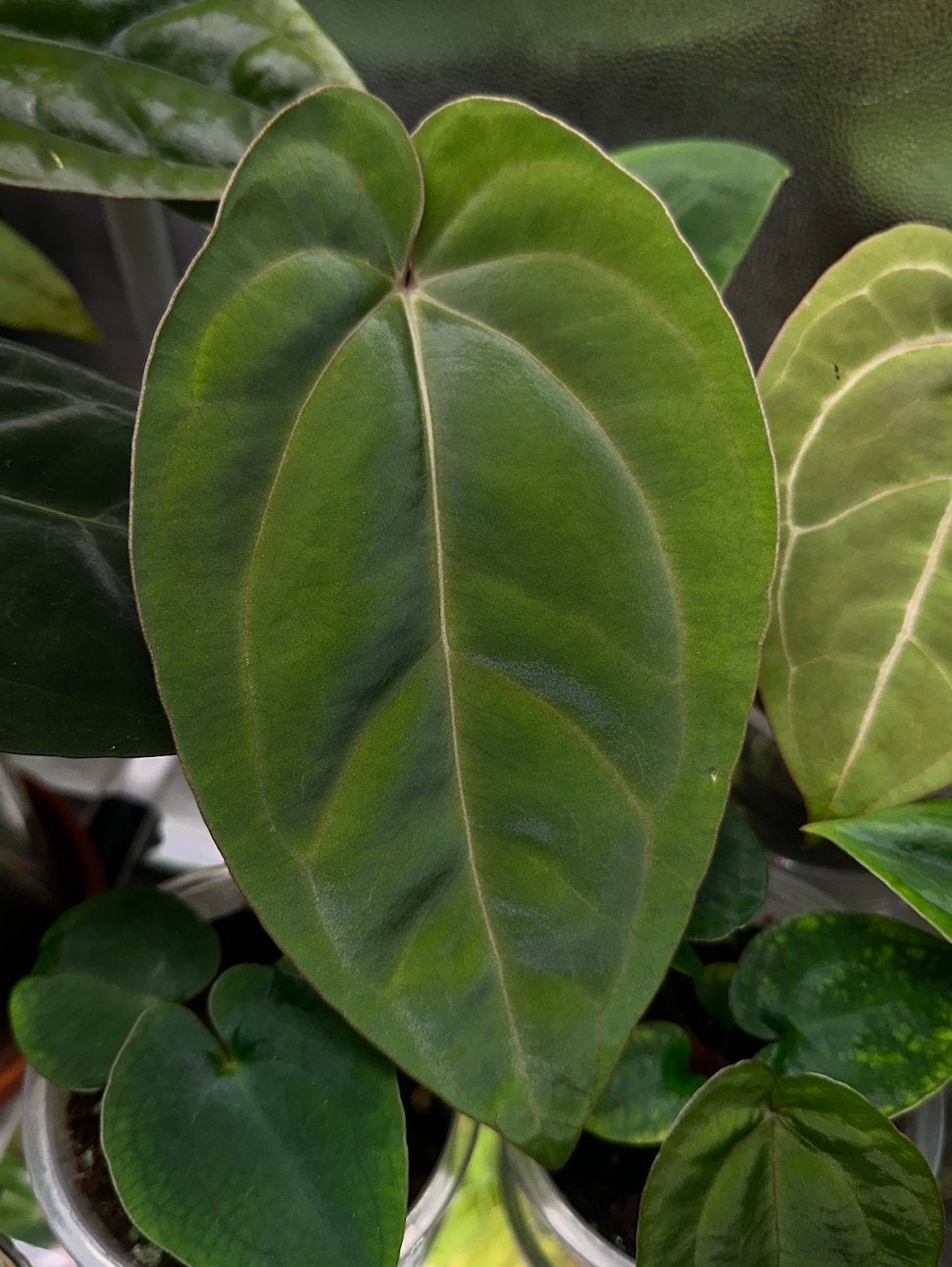 Anthurium E. dressleri x carlablackiae, Ophalen, Halfschaduw, Minder dan 100 cm