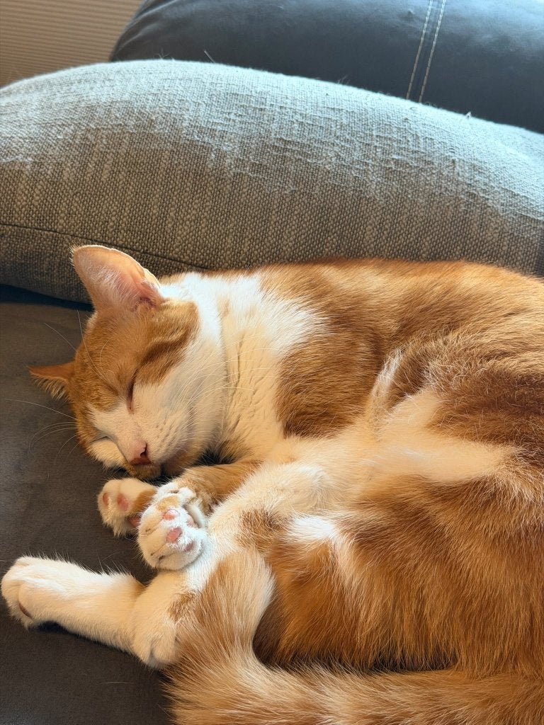 Maak kennis met Karel — op zoek naar een gouden mandje!, Kater, Kortharig, 0 tot 2 jaar