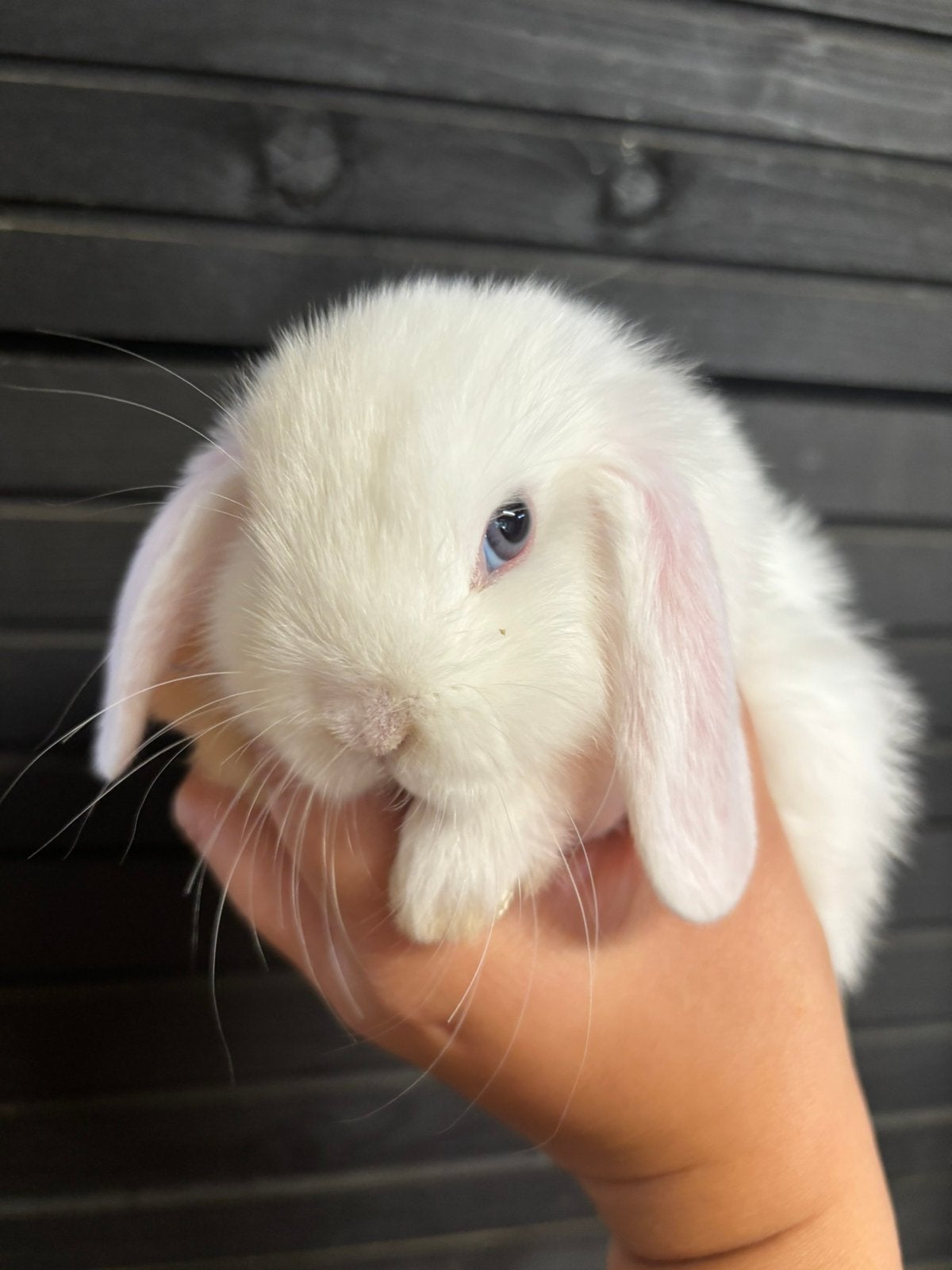 Knap & lief nhd/minilop voedstertje, Vrouwelijk, Dwerg, Hangoor, 0 tot 2 jaar