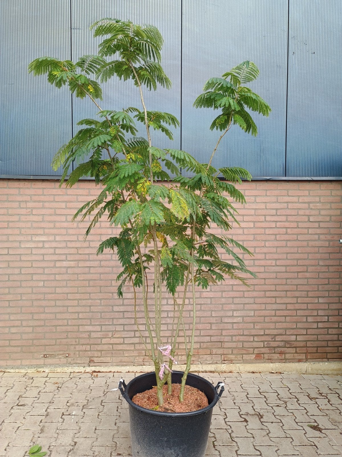 Meerstammige Slaapboom (Albizia julibrissin) - 175-200 cm, Tuin en Terras, Volle zon, Vaste plant, Zomer, Ophalen