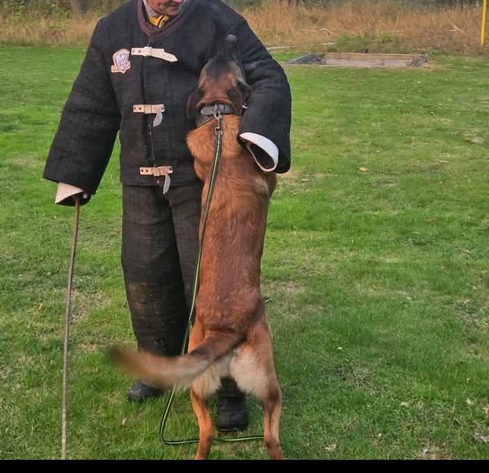 !! Gezocht !! KNPV, Dieren en Toebehoren, Honden | Herdershonden en Veedrijvers, 1 tot 2 jaar, Parvo, Meerdere, Meerdere dieren