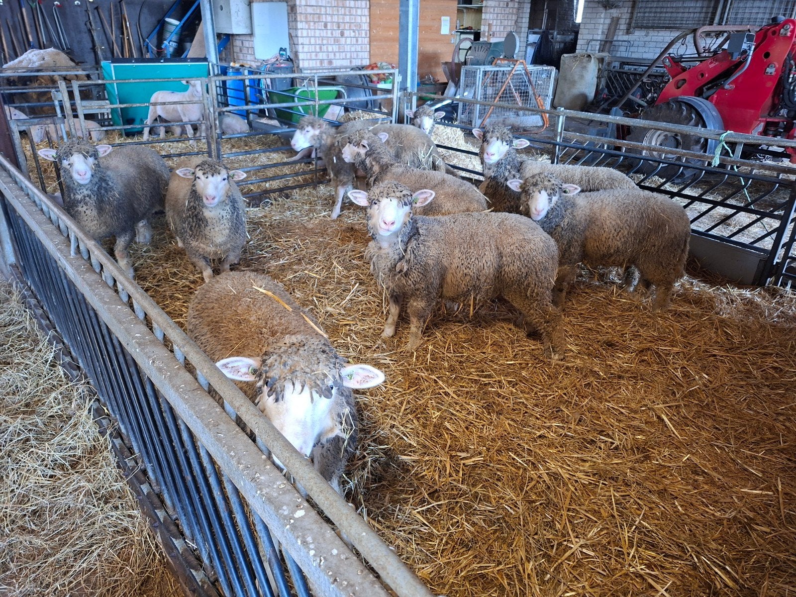 poll dorset ooilammeren, Dieren en Toebehoren, Meerdere dieren, Schaap, 0 tot 2 jaar