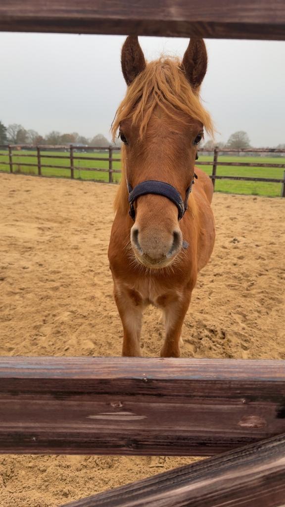 2 jarige ruin d pony, Dieren en Toebehoren, Pony's, Met stamboom, Ruin, Dressuurpony, 0 tot 2 jaar