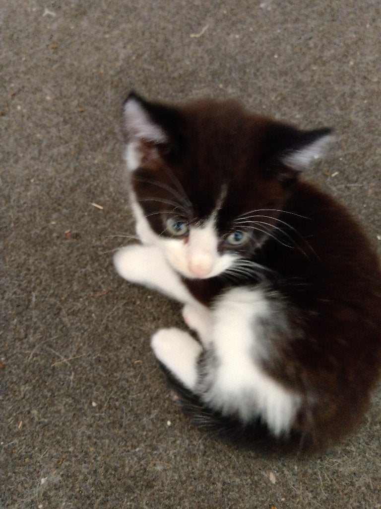 Lieve en aanhankelijke kittens aangeboden, Meerdere dieren, Ontwormd, 0 tot 2 jaar