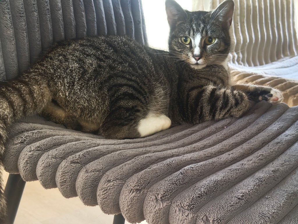 Poes, Dieren en Toebehoren, Katten en Kittens | Raskatten | Korthaar, Poes, 0 tot 2 jaar