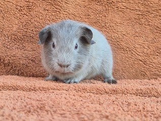 Lavendel amber gladhaar beer speciaal apart bijzonder grijs, Dieren en Toebehoren, Cavia, Juni, Mannelijk, Tam