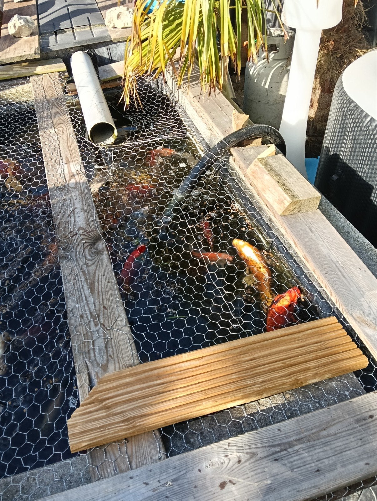 Koikarpers en grote goudvissen, Dieren en Toebehoren, Vissen | Vijvervissen, Goudvis(sen)