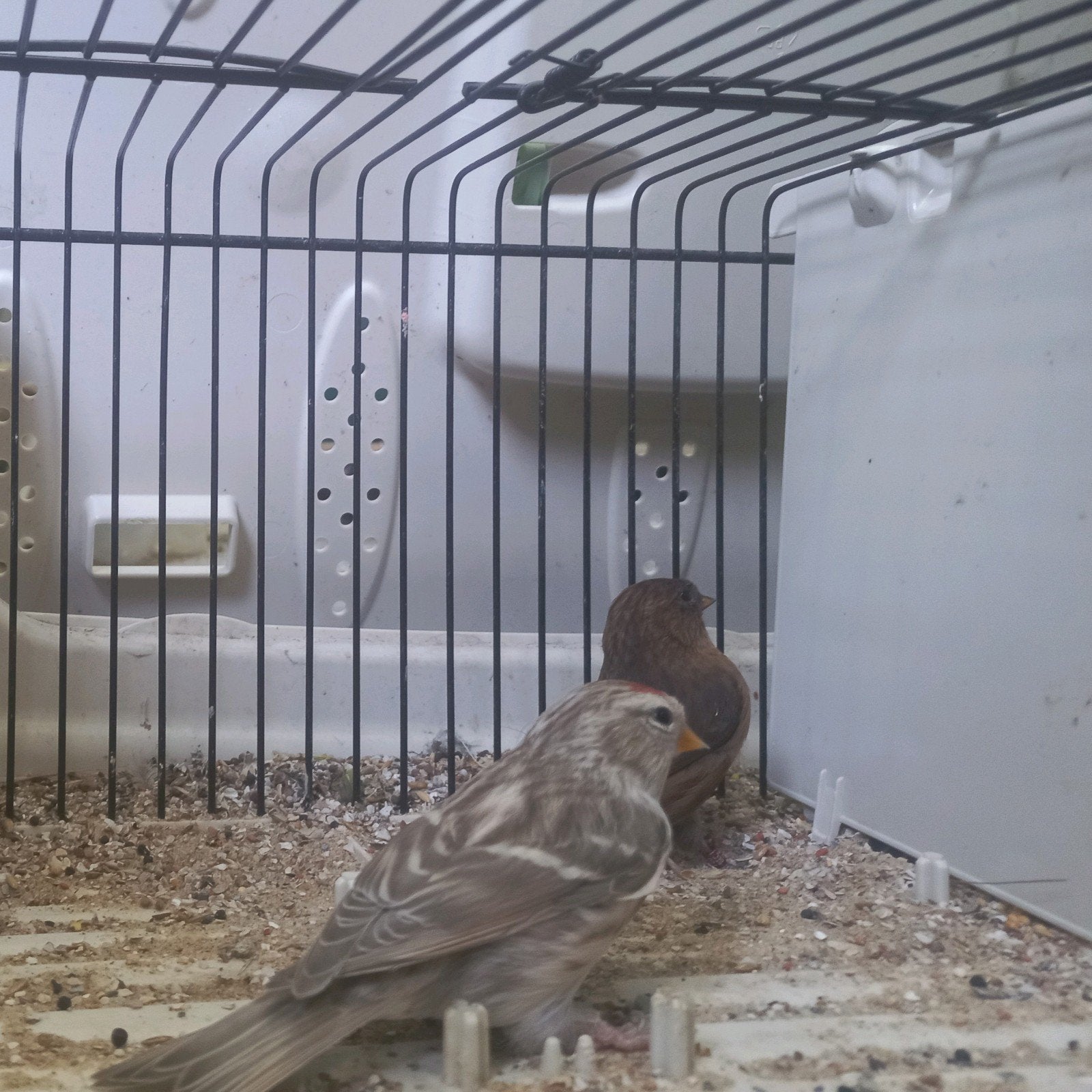 barmsijs DF x Agaat, Dieren en Toebehoren, Vogels | Overige Vogels, Meerdere dieren, Wildzangvogel, Geringd