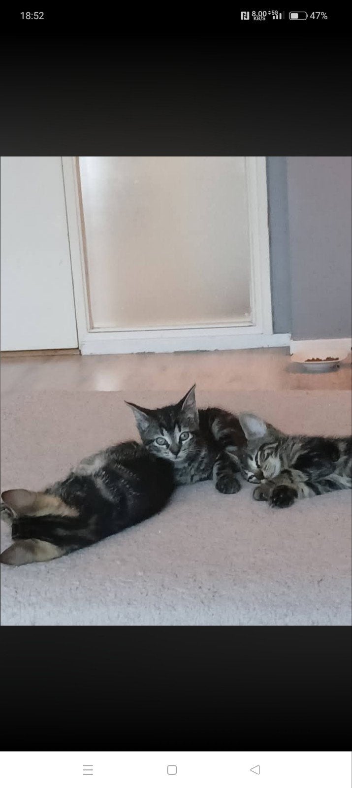 Jonge kittens gratis