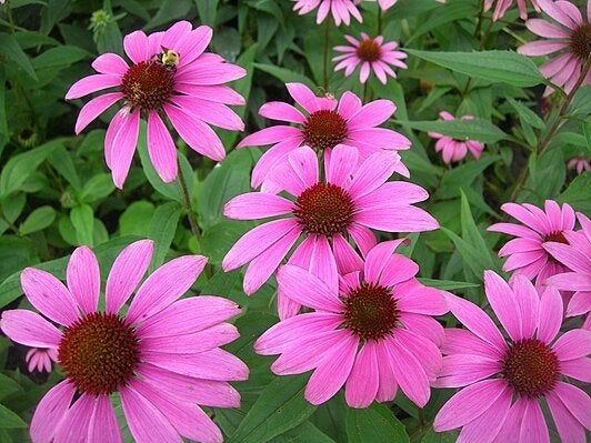 Zonnehoed (Echinacea purpurea 'Magnus') te koop, Ophalen, Vaste plant, Overige soorten, Volle zon