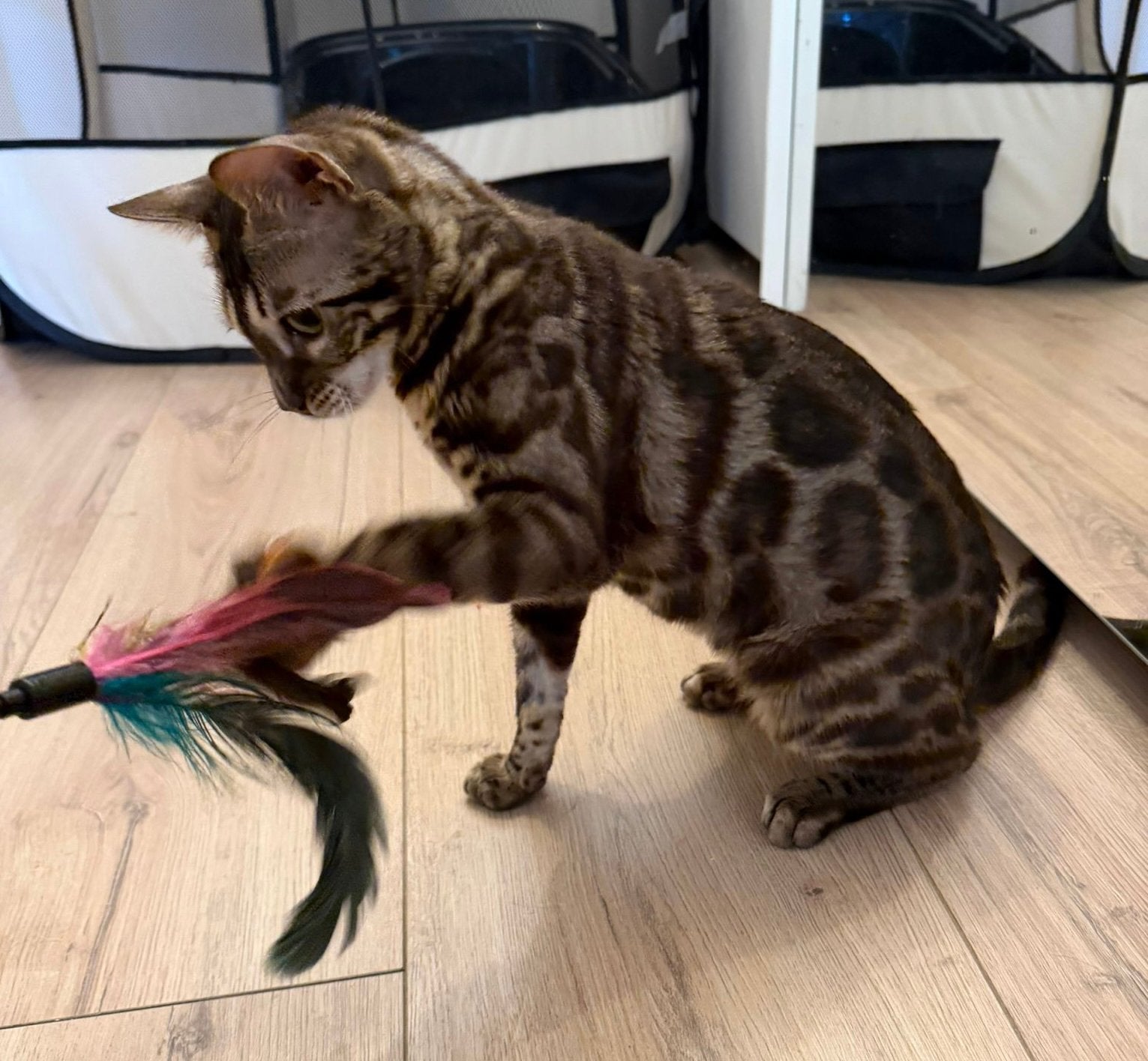 Charcoal bengaal met stamboom, Poes, Met stamboom