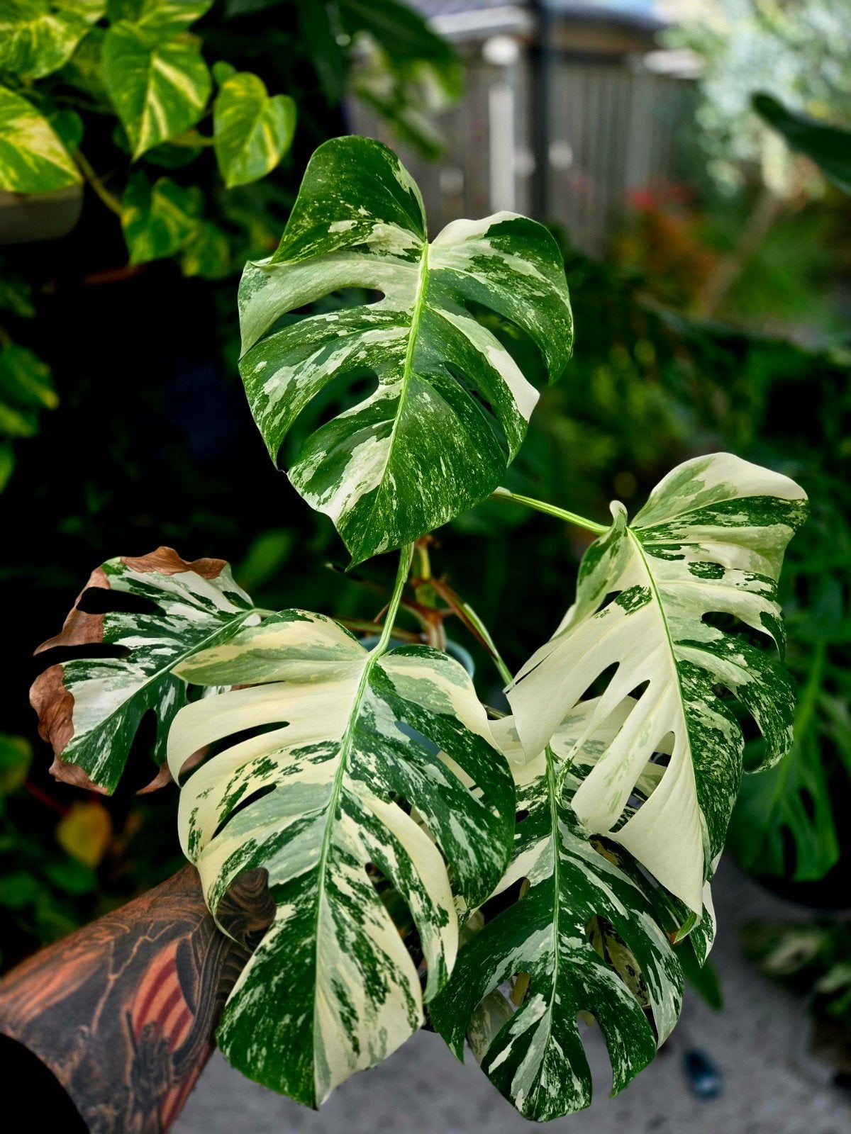 Monstera Deliciosa Variegata, Ophalen, Overige soorten, Volle zon
