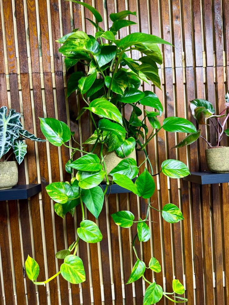 Epipremnum op mosstok - Goudrank, Overige soorten, In pot, Minder dan 100 cm, Groene kamerplant
