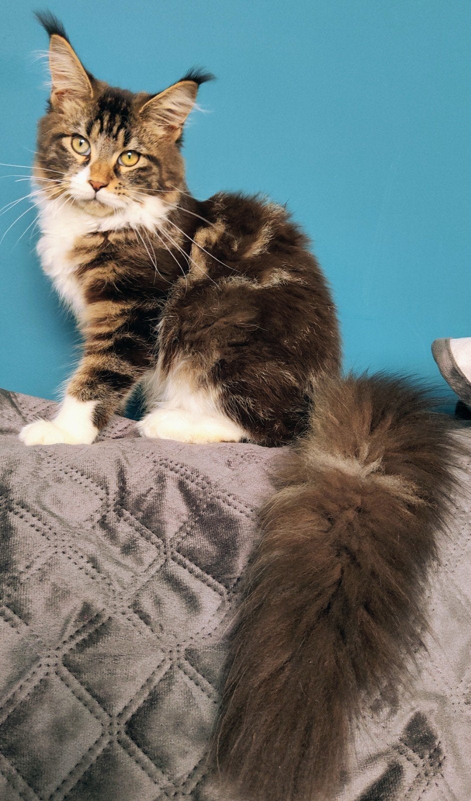 Maine Coon katertje en poesje met Stamboom, Meerdere dieren, Met stamboom, 0 tot 2 jaar