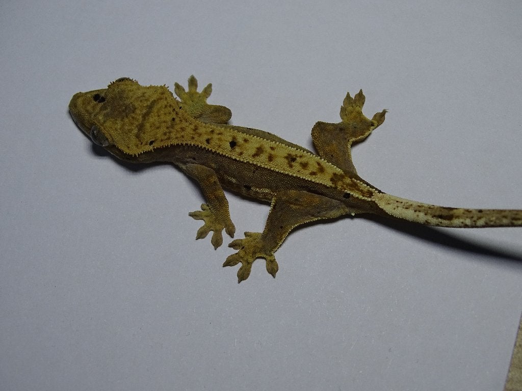 50% het axanthic wimpergekko, Dieren en Toebehoren, Hagedis, 0 tot 2 jaar