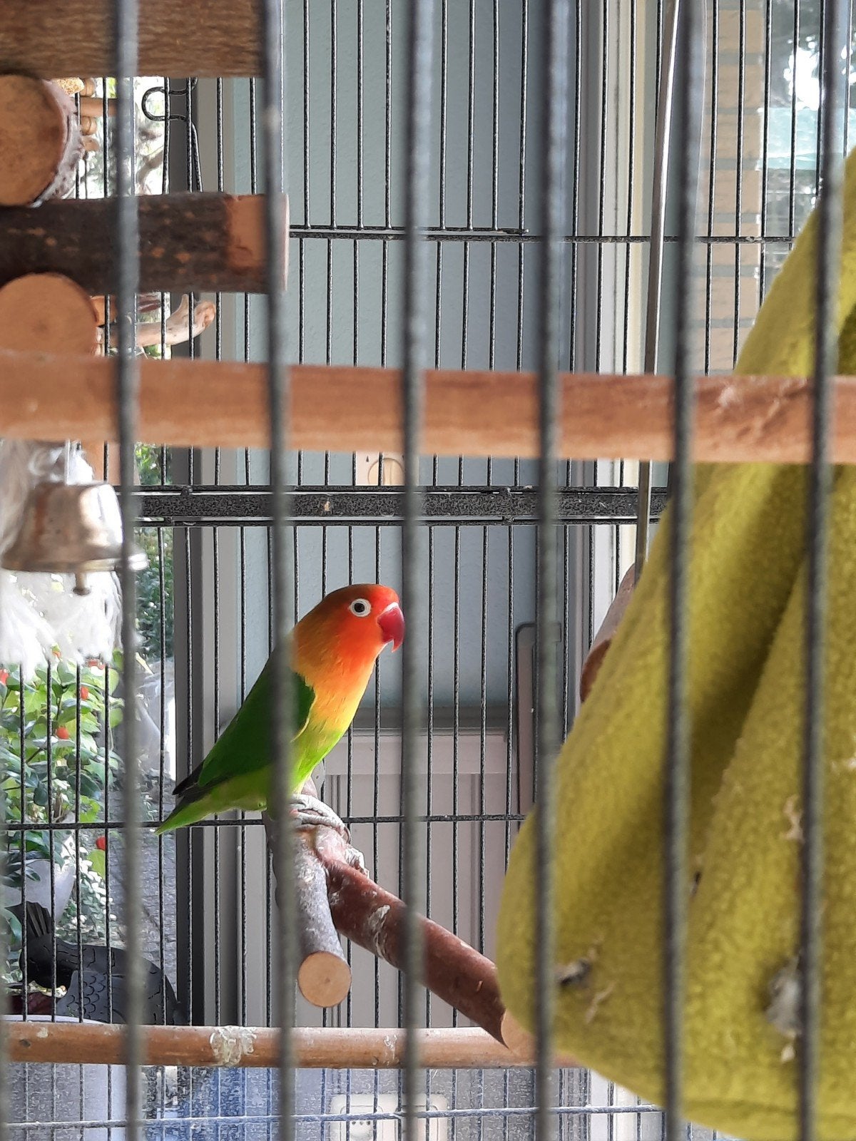 te koop mooie agapornis, Geslacht onbekend, Dwergpapegaai of Agapornis
