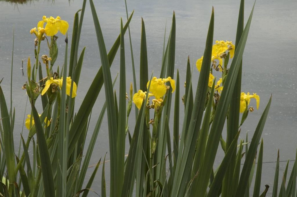 Div vijverplanten v.a. € 4,50, Tuin en Terras, Ophalen, Nieuw