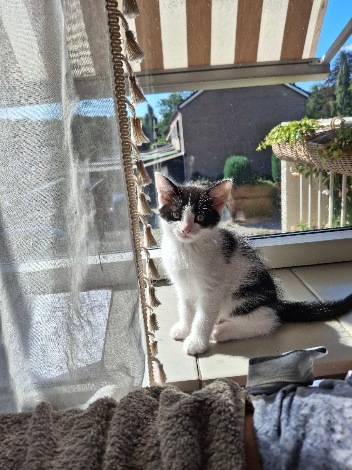 Prachtige Speelse Kittens, Meerdere dieren