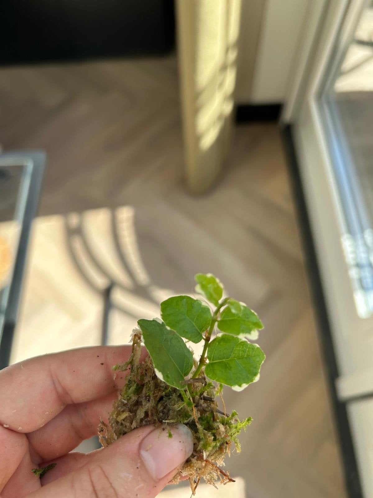 Ficus variegata stekje, terrarium plantje, Huis en Inrichting, Kamerplanten, Ophalen of Verzenden, Halfschaduw, Minder dan 100 cm