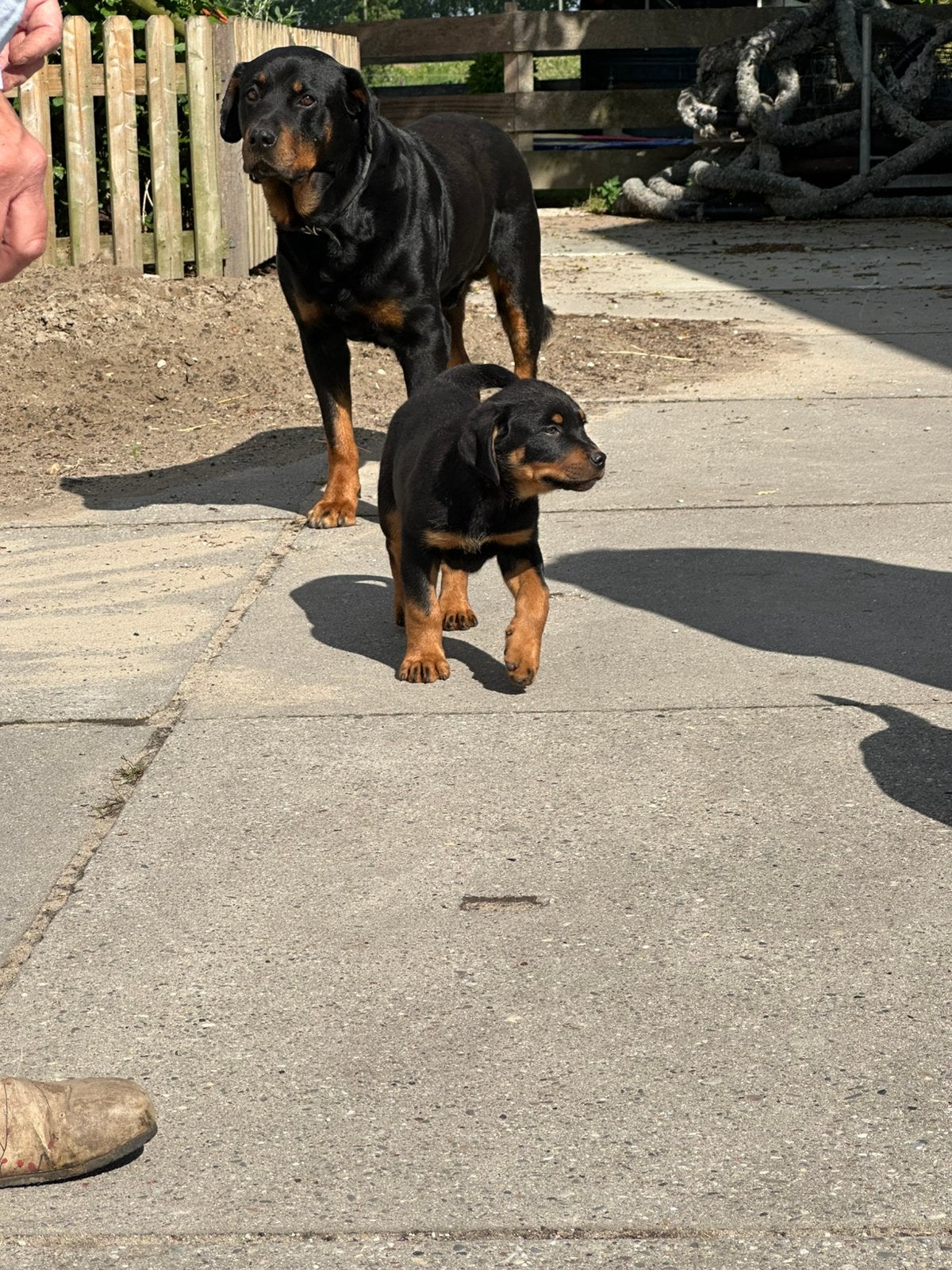 Lieve Rottweiler pup zoekt een warm thuis, Dieren en Toebehoren, Eén hond, Nederland, Particulier, Reu