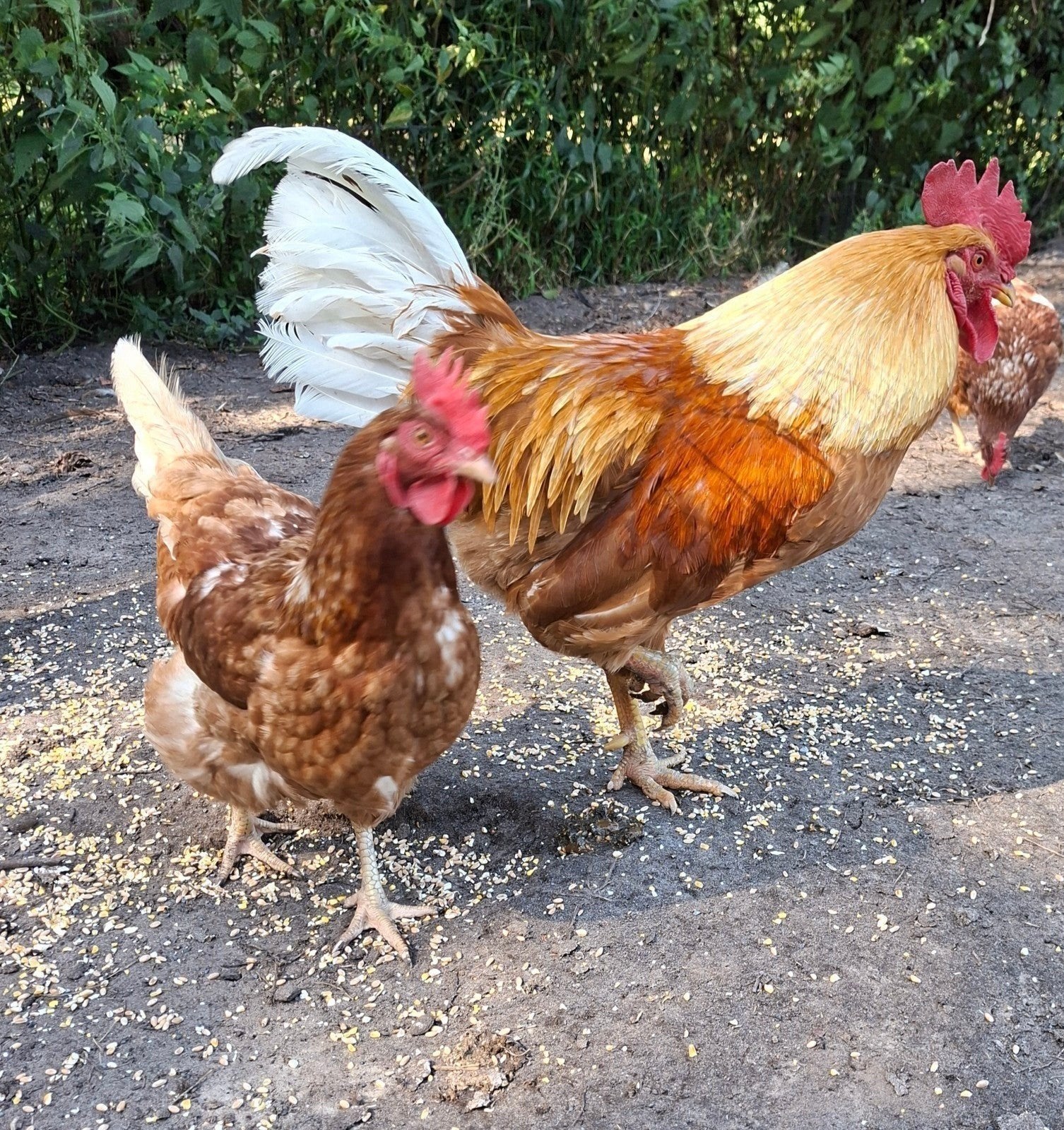 broedeieren van de bruine leghen, Dieren en Toebehoren, Pluimvee, Geslacht onbekend, Kip