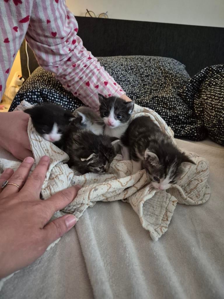 Mooi nestje kittens, Meerdere dieren, Kortharig, 0 tot 2 jaar