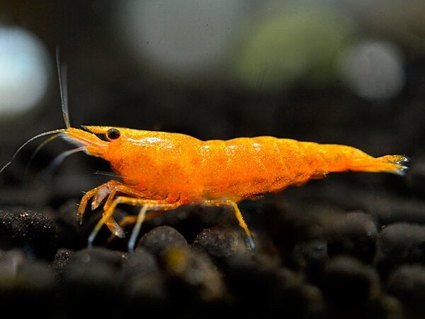 Orange garnalen, Dieren en Toebehoren, Vissen | Aquariumvissen, Kreeft, Krab of Garnaal