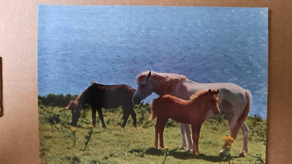 ansichtkaart kaart paard veulen Popp verlag, Verzamelen, Ophalen, 1960 tot 1980, Ongelopen, Paard