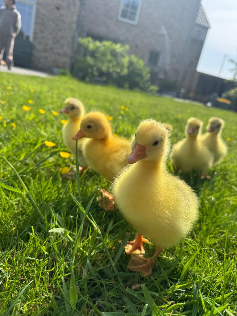 Sebastopol ganzen pullen, Dieren en Toebehoren, Pluimvee, Meerdere dieren, Gans of Zwaan