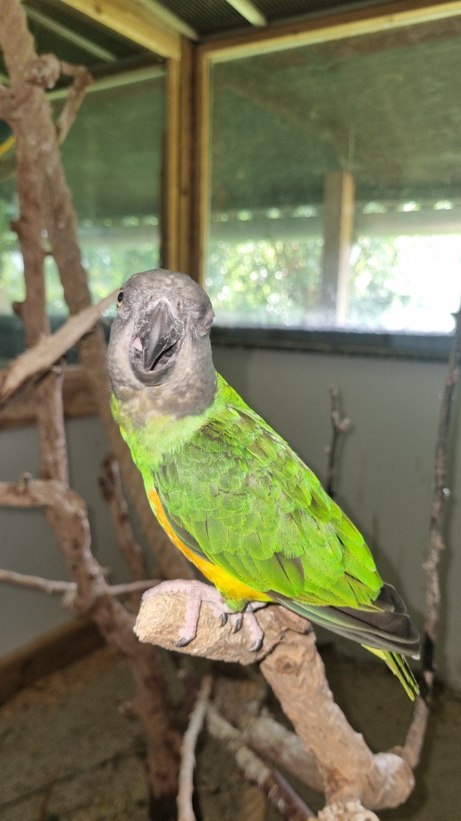 4 bonte boertjes, Mannelijk, Papegaai, Tam