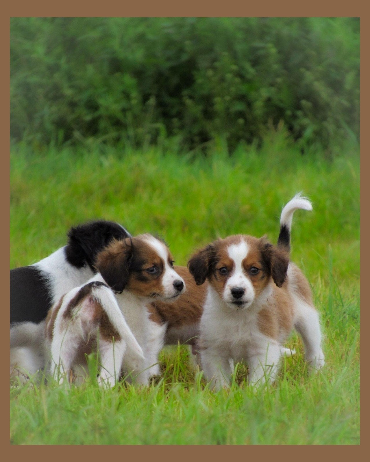 Voor deze lieve kruising kooiker pups zoeken wij baasjes!, Parvo, Overige rassen, 8 tot 15 weken, Meerdere