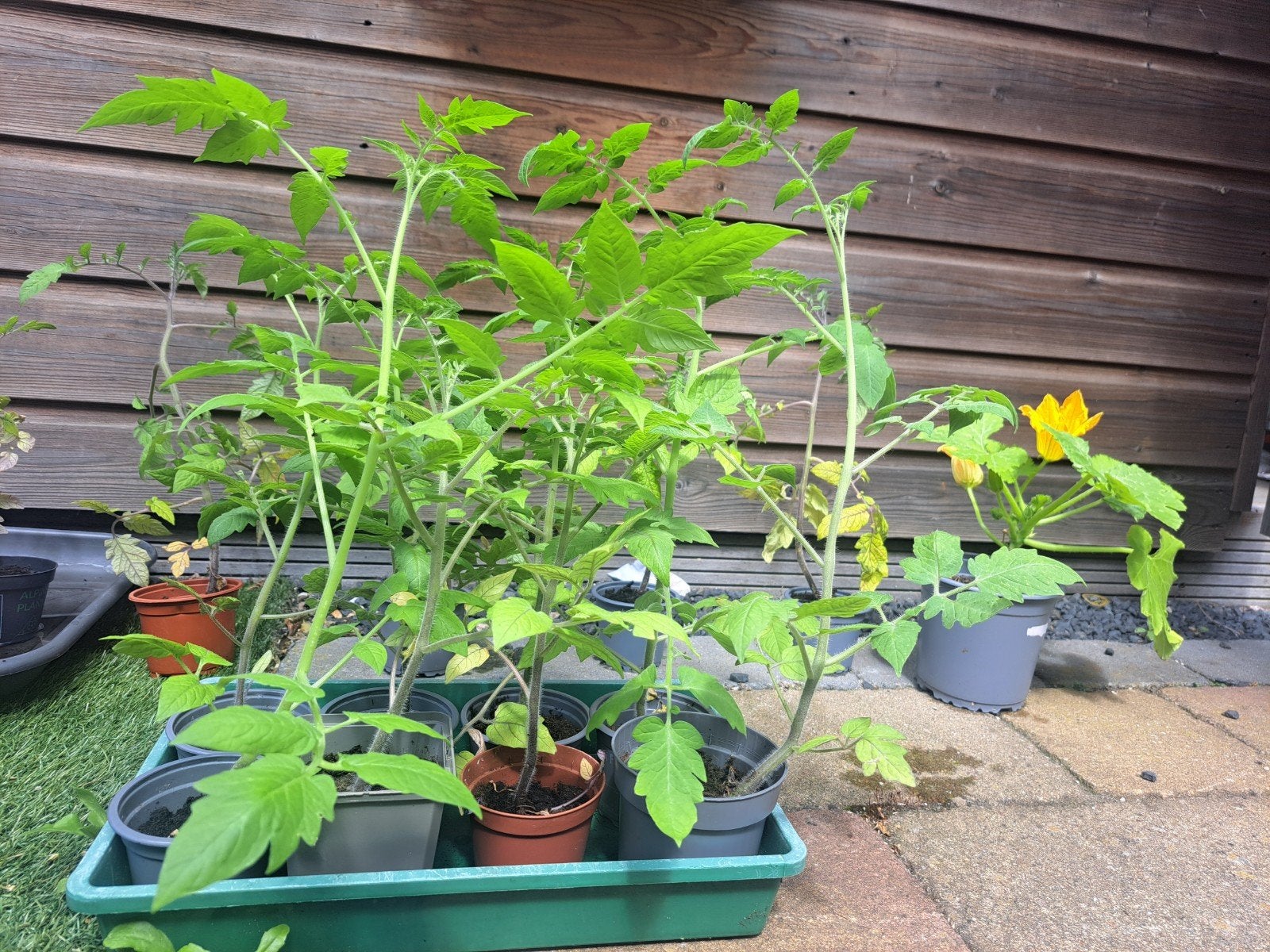 Groente moestuin volkstuin planten tomaat munt sla bieten, Ophalen, Eenjarig, Groenteplanten, Volle zon