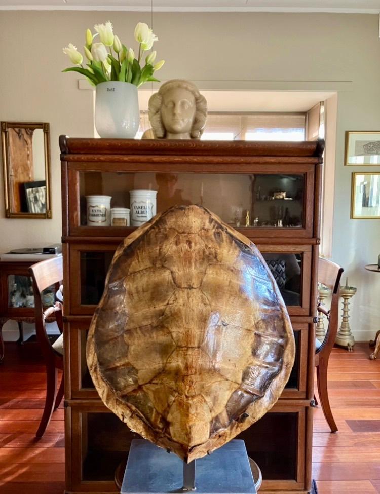 Schildpadschild Antiek plusminus 60x70 cm, Antiek en Kunst, Curiosa en Brocante, Ophalen