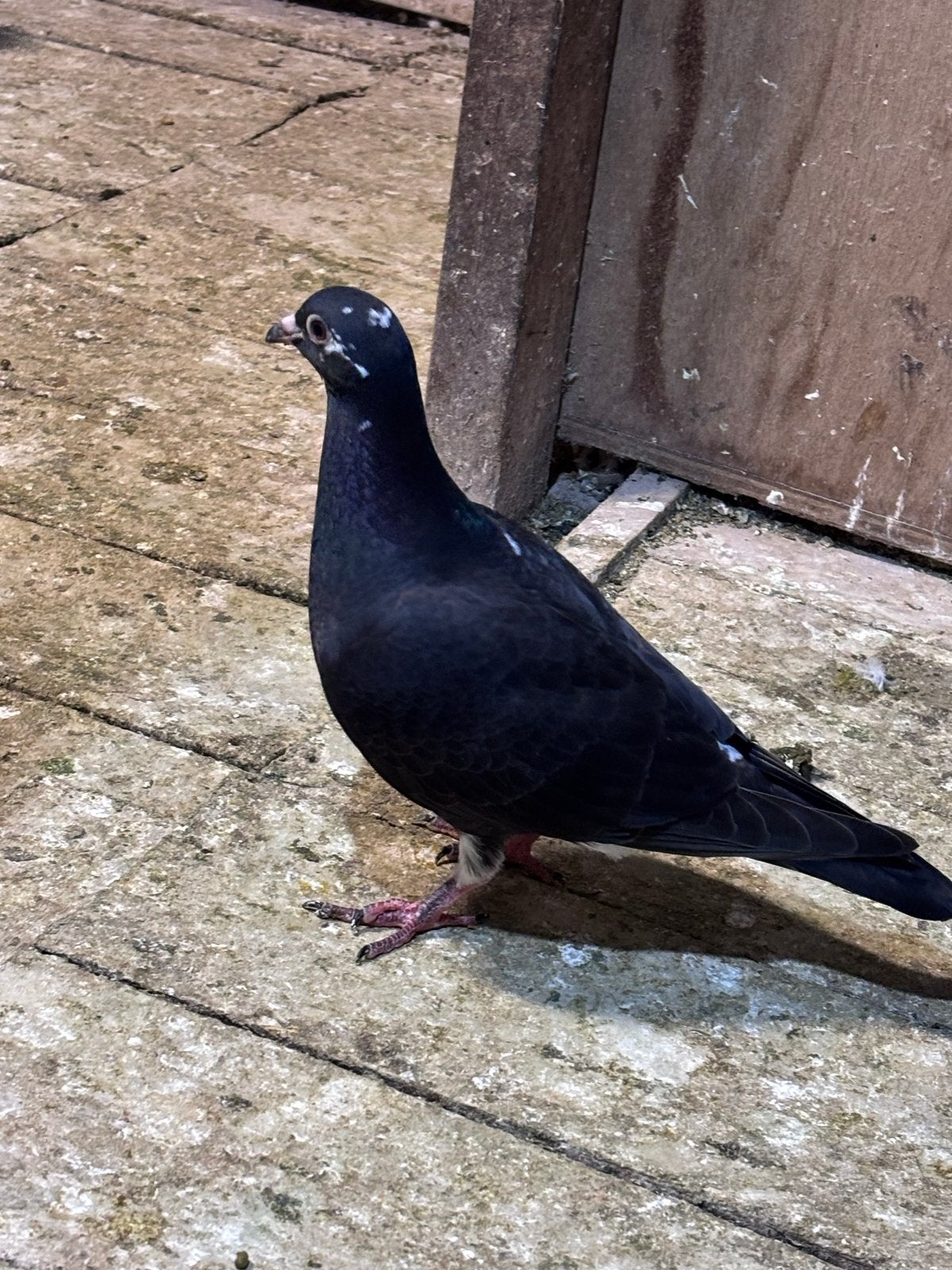 6 stuks postduiven, Meerdere dieren, Postduif