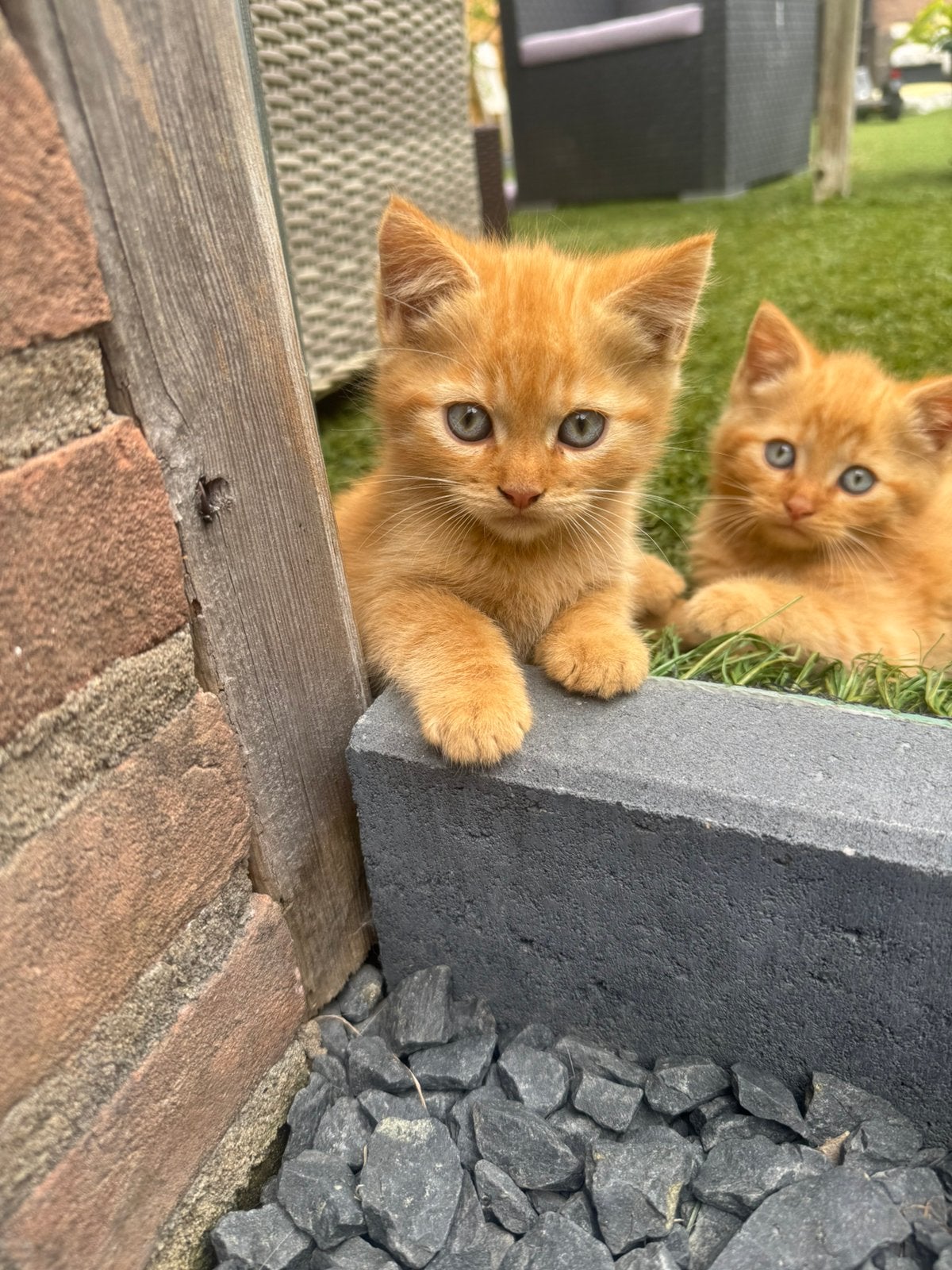 Perzische kittens, Meerdere dieren