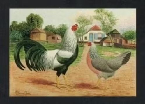 Pluimvee Kippen Twents Hoen Zilverpatrijs Boerderij Van Gink, Verzamelen, Ansichtkaarten | Dieren, Ongelopen, 1980 tot heden, Vogel