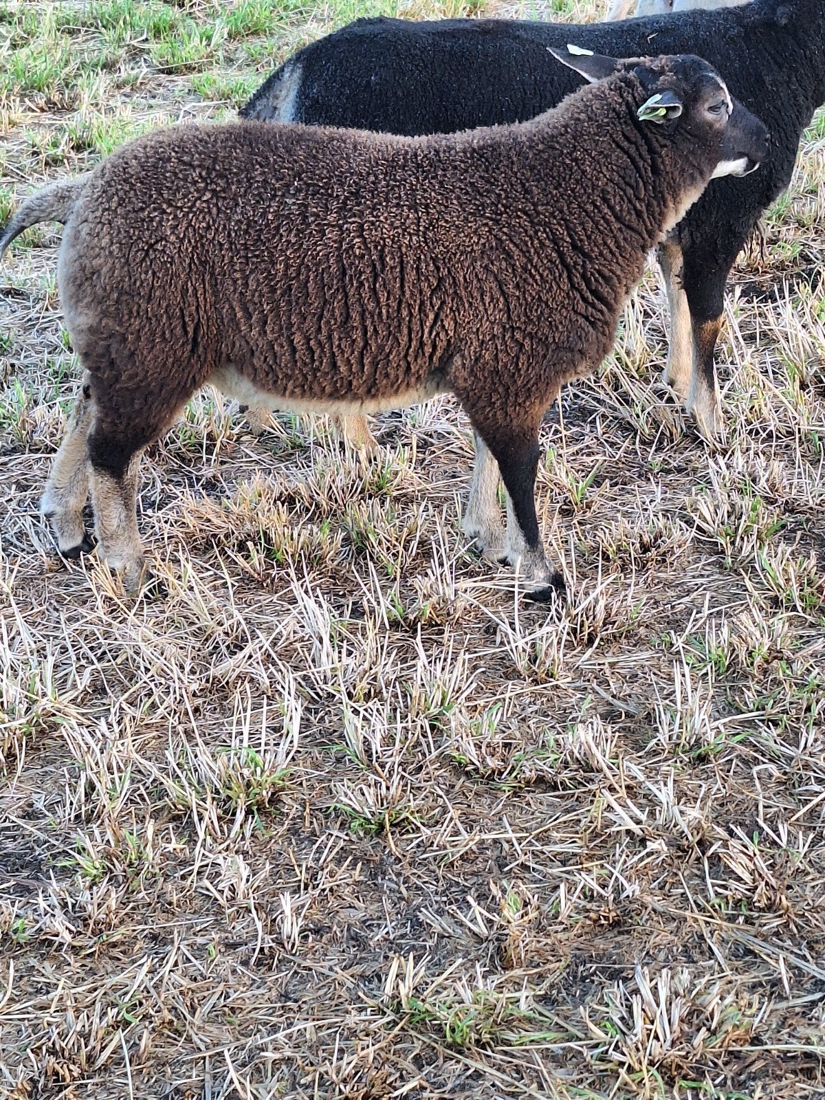 Te koop mooie swifter dassekop ram, Mannelijk, Schaap