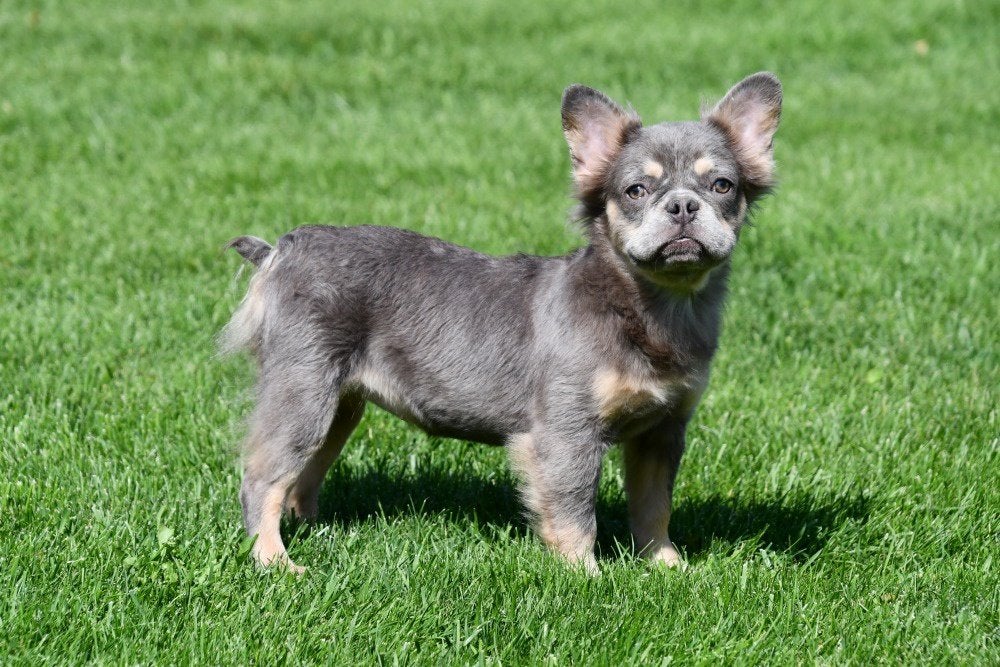 Fluffy Franse Bulldog pup te koop (lilac teefje), Dieren en Toebehoren, 15 weken tot 1 jaar, Buitenland, Teef, Parvo