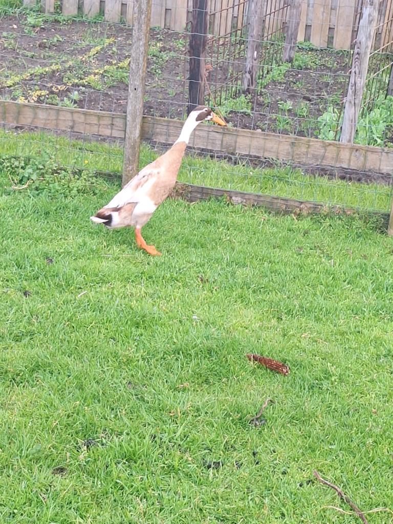 Kuikens Indische loopeend, Dieren en Toebehoren, Geslacht onbekend, Eend