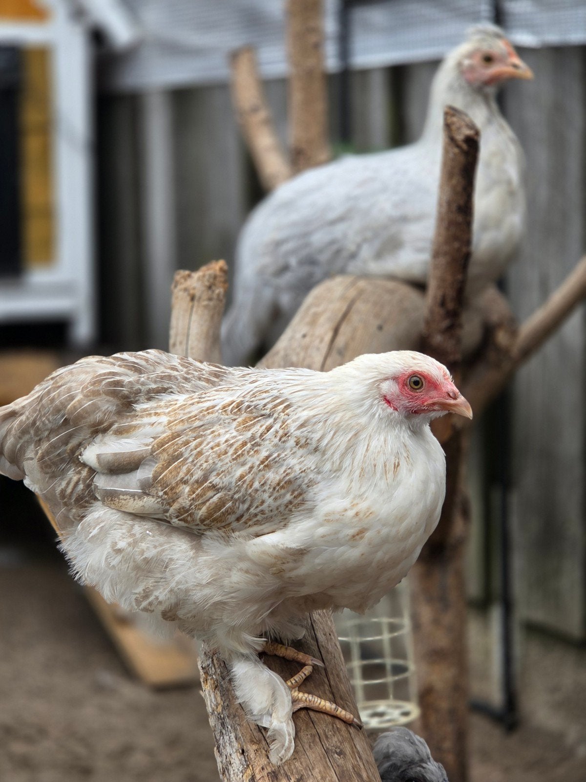 X Brahma kriel hen, Vrouwelijk, Kip