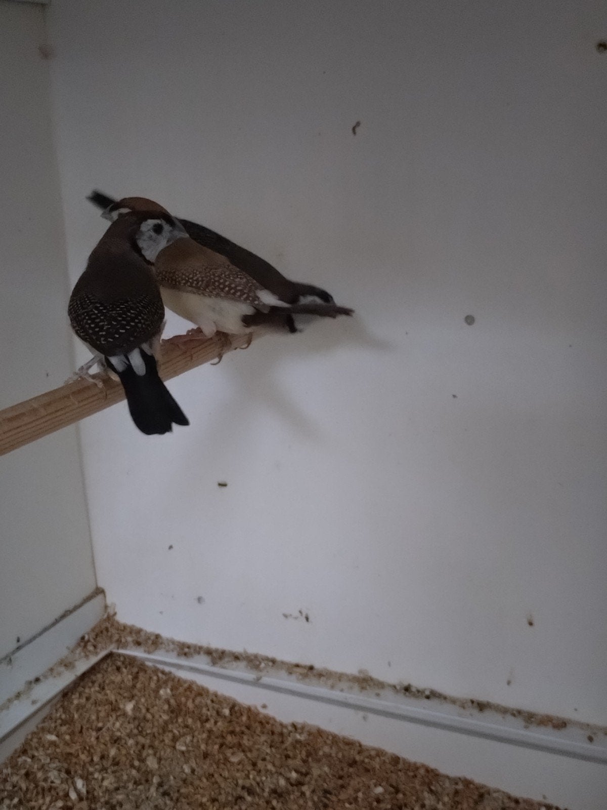 Diverse vogels, Dieren en Toebehoren, Vogels | Overige Vogels, Meerdere dieren, Tropenvogel, Geringd