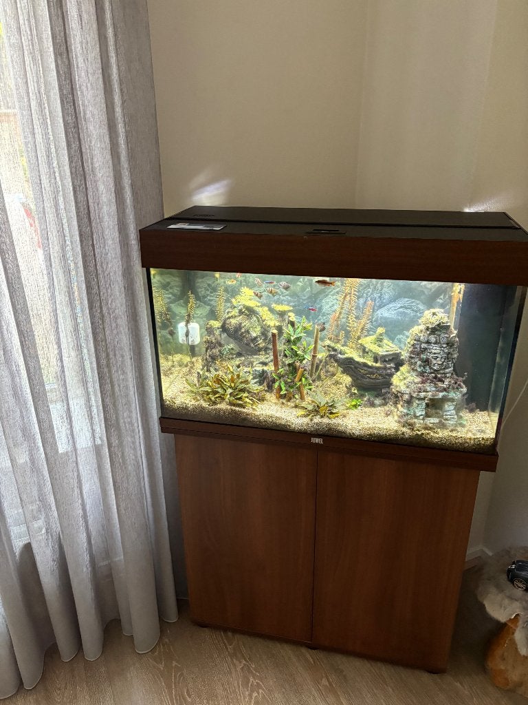 Aquarium Juwel, Ophalen, Inclusief vissen, Juwel, Gevuld zoetwateraquarium