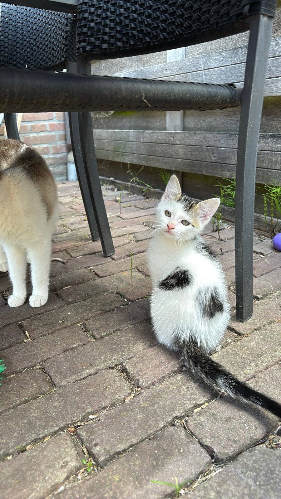 Nog 2 prachtige en superlieve kittens, Dieren en Toebehoren, Katten en Kittens | Overige Katten, Meerdere dieren