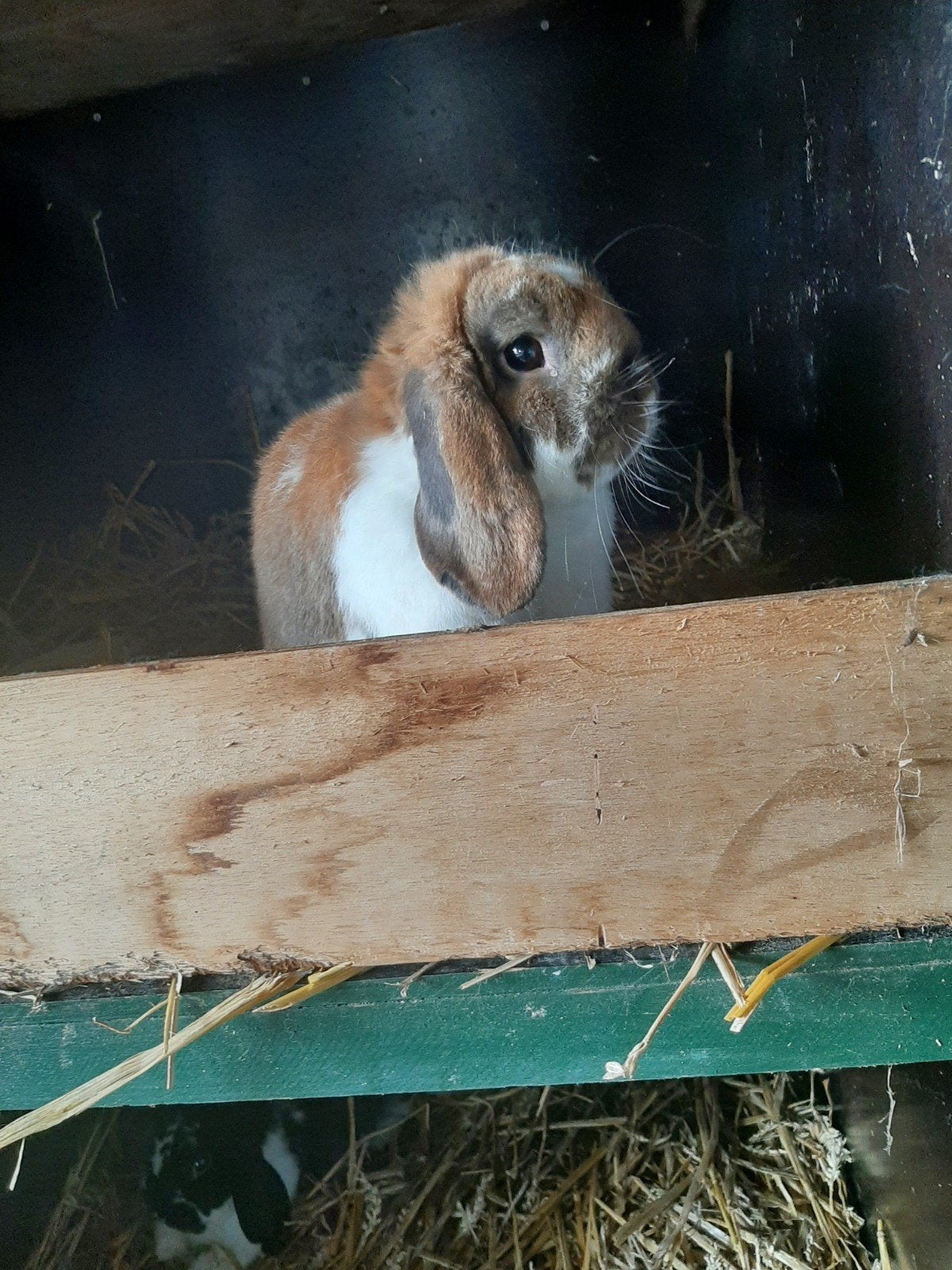 Nederlandse Hangoor Ram Ter Dekking, Dieren en Toebehoren, Mannelijk, Middelgroot, Hangoor, 3 tot 5 jaar