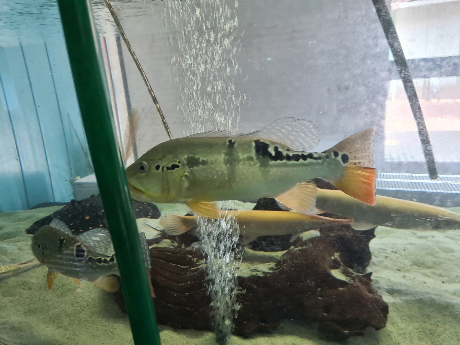 Cichla, Pauwoogbaars, Dieren en Toebehoren, Vis, Zoetwatervis